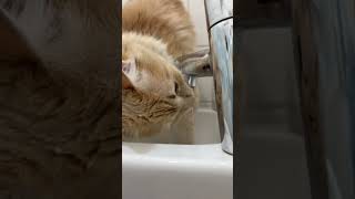 Lola drinking water #num num num