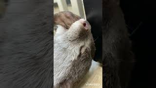 まるで赤ちゃんみたいに指しゃぶりしながらお昼寝するカワウソ　#Shorts #おかゆ