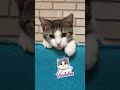 Vindaloo 100th short #cat #shorts #cathumor #catlady #cats #funnycats #funnycute #catshorts #pets
