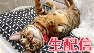 【生配信2/28】今日で2月最後の生配信