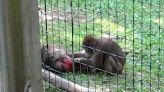 Monkey pokes butt sniffs finger