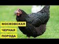 Разведение кур породы Московская черная как бизнес идея | Куры московская черная