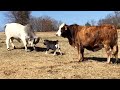 The funniest farm animals  