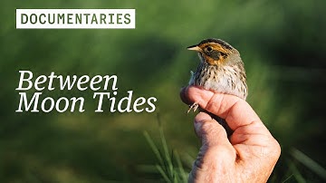 Citizen scientists hacking nature to save the saltmarsh sparrow