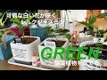 【GREEN】可憐な白い花が咲くシルクジャスミンを育てる