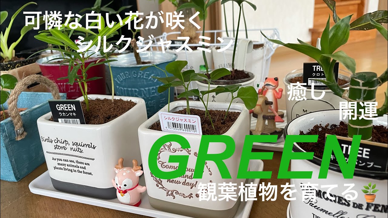 Green 可憐な白い花が咲くシルクジャスミンを育てる 花言葉は 純真な心 育てて開運 Youtube