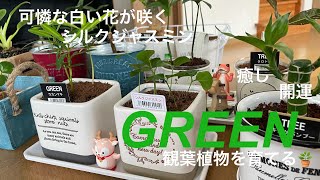 Green 可憐な白い花が咲くシルクジャスミンを育てる 花言葉は 純真な心 育てて開運 Youtube