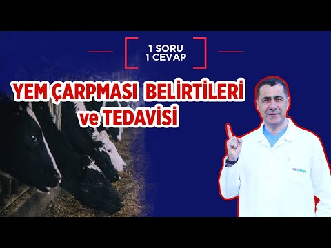 Yem çarpması belirtileri ve tedavisi