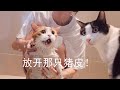 猪皮猫被拖去洗澡，分哥急得嗷嗷叫，浴室差点拆掉！丨花花与三猫