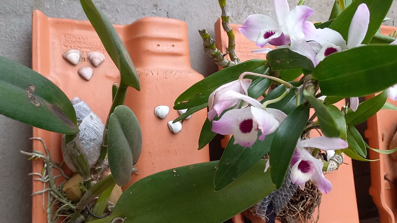 Resultado das orquídeas nas telha