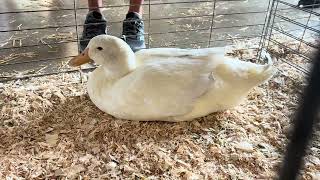 Details We like Ducks! #ducks Update