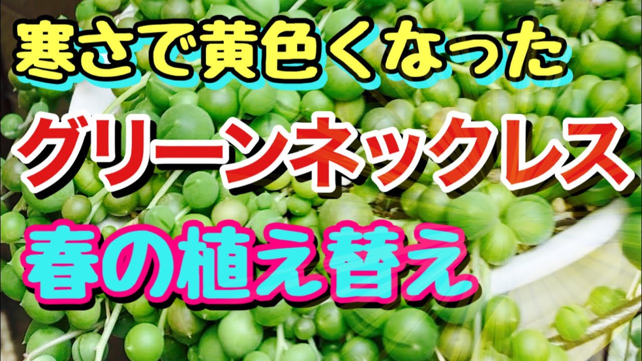 グリーンネックレス 寒さで黄色くなったグリーンネックレス 植え替え Youtube