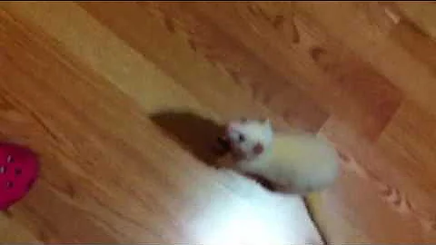 Mimina the albino ferret