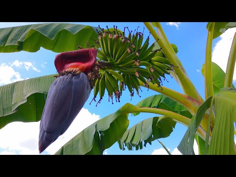 Vídeo: Cuidados com bananeiras - Informações sobre o cultivo de bananeiras resistentes