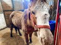 19 Starving Horses Rescued in Maryland