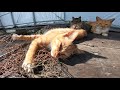 桟橋で寝ている野良猫家族にそ～っと近づいて撮影してみた