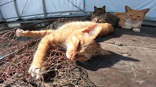 桟橋で寝ている野良猫家族にそ～っと近づいて撮影してみた