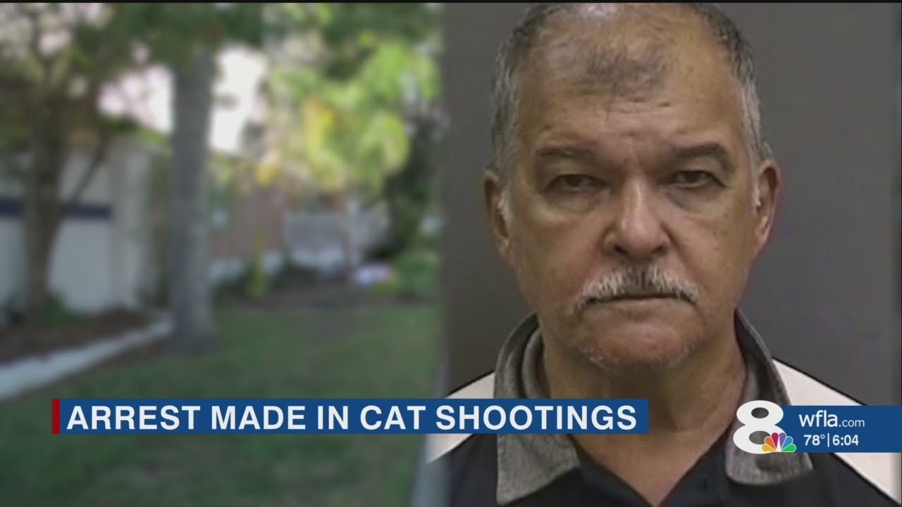 Alonso High School janitor accused of shooting at cats with pellet gun