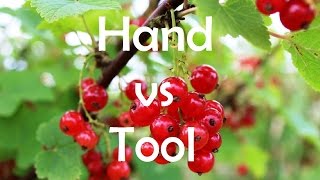 Blackcurrants, SMALL BERRY PICKER for Quick and Easy Fruit Harvesting 