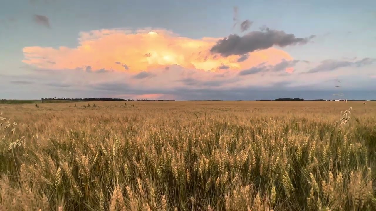 Wheat field in the Canadian prairies