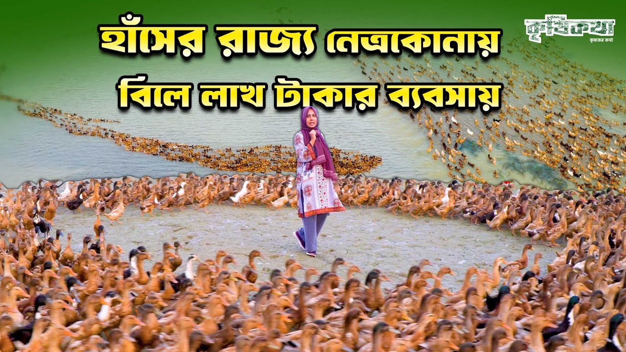 নেত্রকোনায় হাঁসের সাম্রাজ্য, বিলে চড়ে লাখ লাখ হাঁস