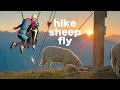 Hike sheep fly  family adventure