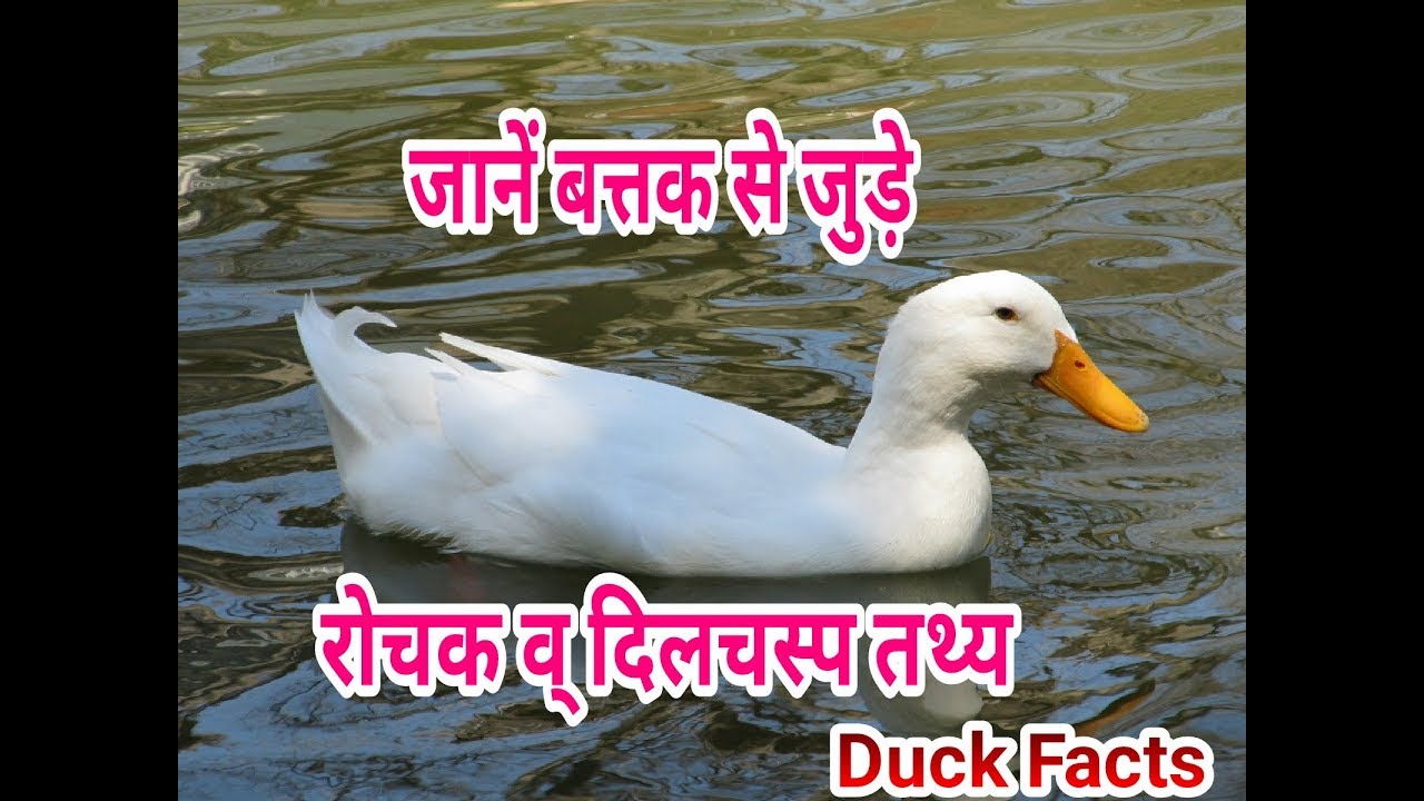 जानें बत्तक से जुड़े रोचक तथ्य । Duck Facts in Hindi । GyaniMaster