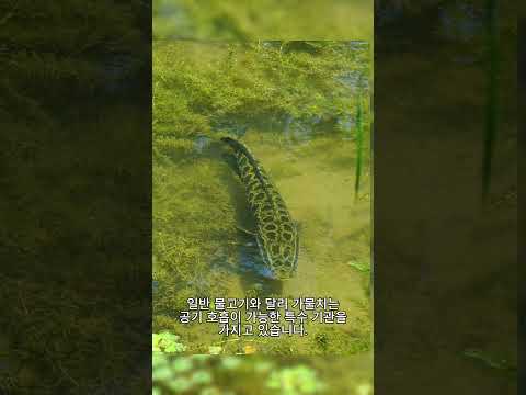 미국 생태계를 초토화시킨 '한국산 토종 물고기'의 정체🐟😱🔥