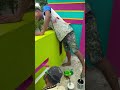 pink or green 💚 colour painting #reels#video