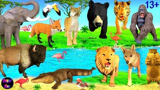 Büyük Kedi Haftası - Hayvanlar Aslan Kaplan Fil Ayı Tilki Timsah Bizon Goril Çakal 13