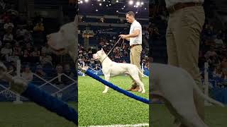 #1 Dogo argentino muscular body #trend #trendingshorts