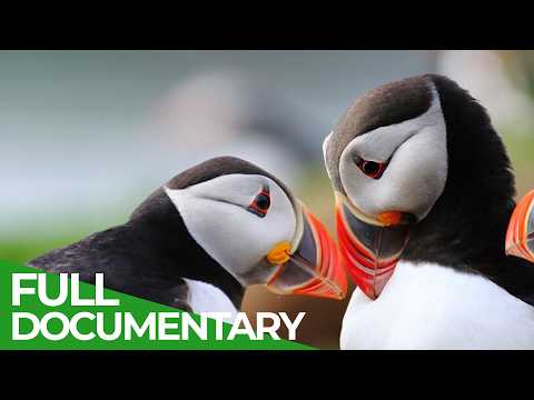 Wild Wales -  Fantastic Creatures of the Celtic Lands | Free Documentary Nature
