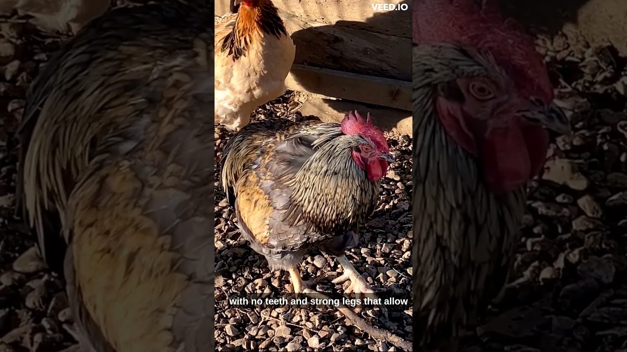 WEkids ..Hen 🐓 Bird😊