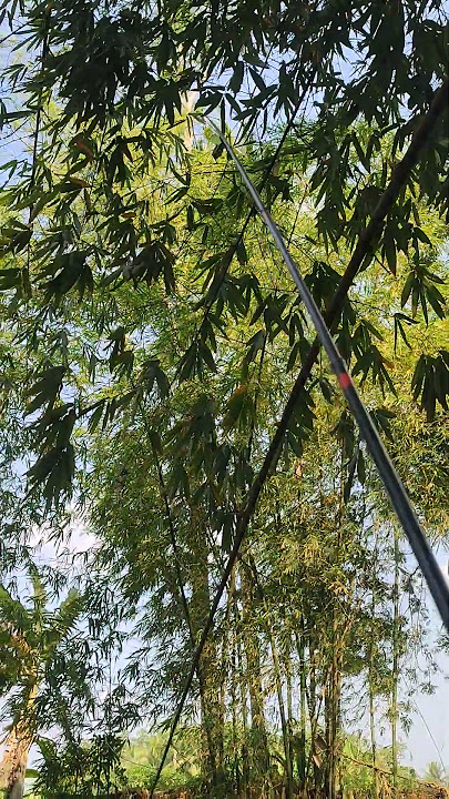 spot bawah pohon bambu ikan makan