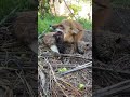 Лисиця Камі охороняє яблука 😄 #animals #fox Mp3 Song
