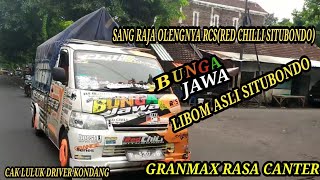 Bunga jawa kembali  menggoyang pantura|Paiton kraksaan|Lombok pecutan Situbondo 🌶️🌶️