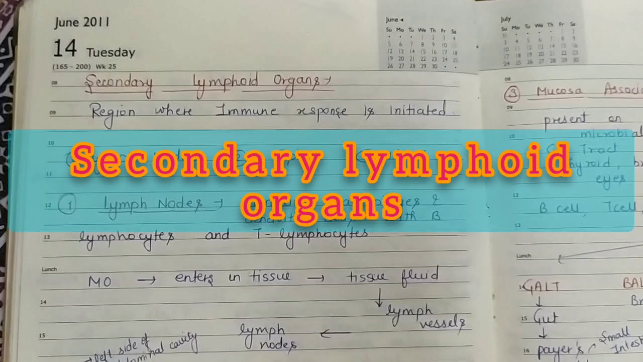 Secondary Lymphoid Organs