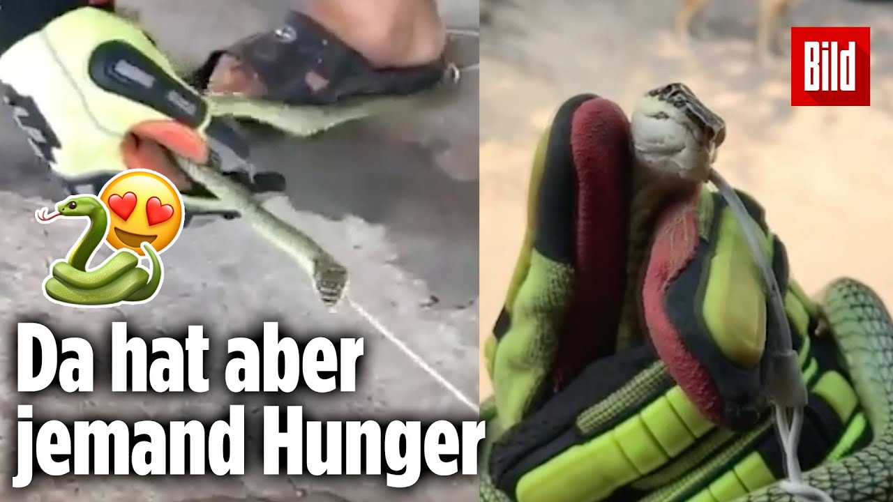 Mit Beute Verwechselt Schlange Verschluckt Kopfh rer YouTube mit-beute-verwechselt-schlange-verschluckt-kopfh-rer-youtube