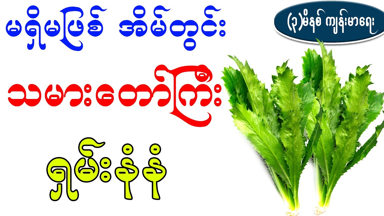 မရှိမဖြစ် အိမ်တွင်းသမားတော်ကြီး ရှမ်းနံနံ၊ health benefit of Culantro