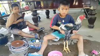 Aksi botoh kecil mandikan ayam bangkok