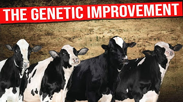 🔴 HOLSTEIN Breed  Genetic Improvement Techniques and Advances for Breeding Better Dairy Cows ✅