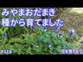 「みやまおだまき」種から育てました