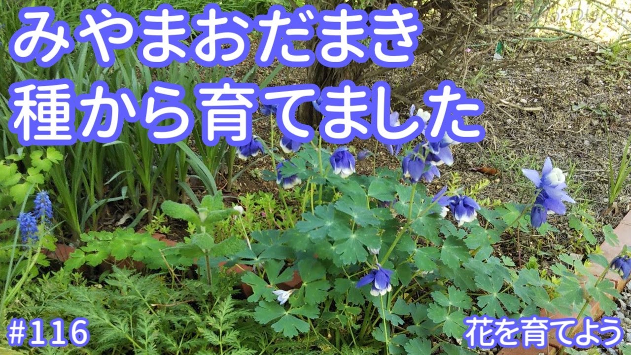 みやまおだまき 種から育てました Youtube