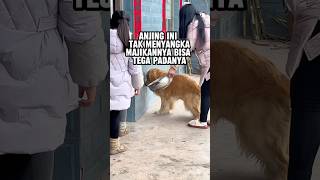 Download Lagu Anjing balas prank majikannya MP3