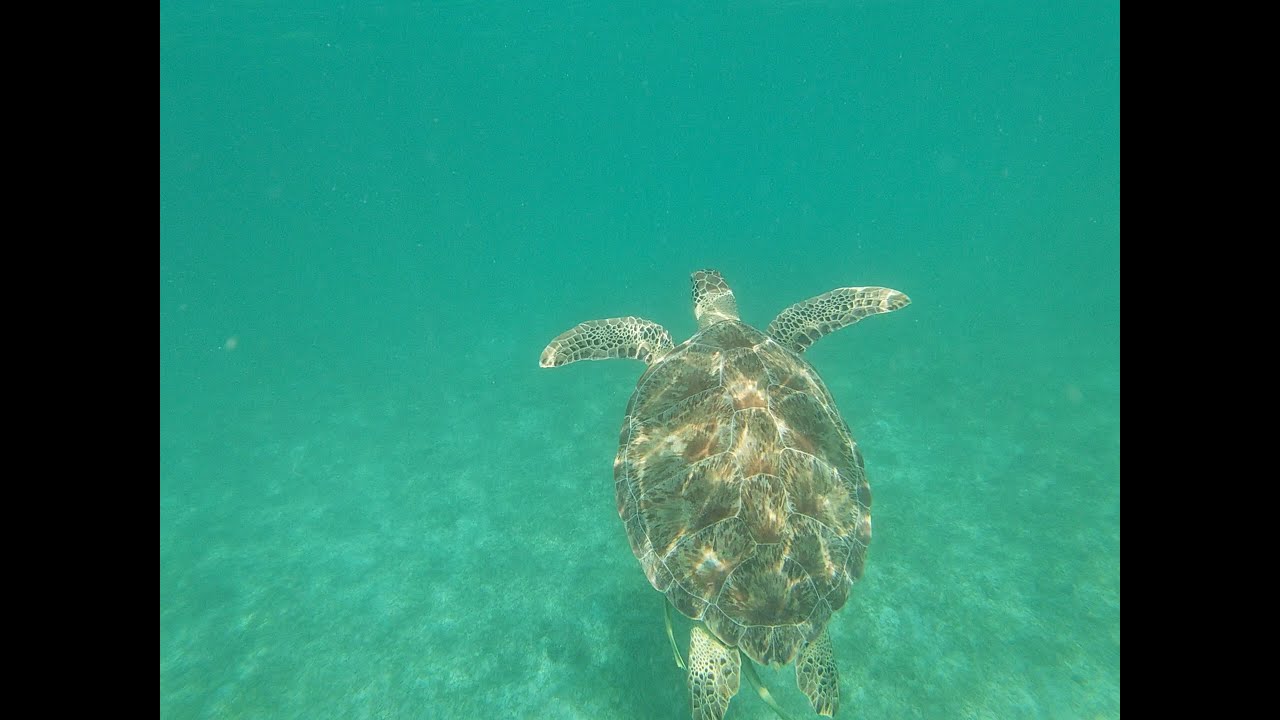 Snorkeling with sea turtles in Maho Bay, St. John Island, US Virgin