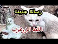 القط الزوهري رسالة جديدة لمن يهمه الامر المعركة الفاصلة الزوهري الزوهرية القط الزوهري رسالة جديدة لمن يهمه الامر المعركة الفاصلة الزوهري الزوهرية