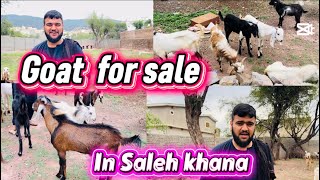 Goat farm in Saleh khana  very normal price  contact number available in video 