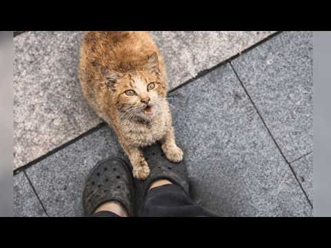 "Please help! My babies are coming soon" A pregnant stray cat kneels at a stranger’s feet
