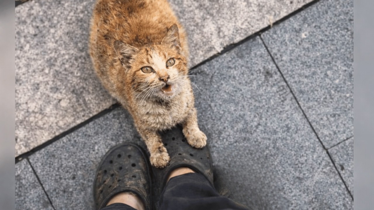 «Помогите! Мои котята скоро родятся» Беременная бездомная кошка просит помощи