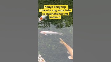 Koi in the Lake #survival #ytshorts #video #koi #ponds #pet #nature #animals #trending